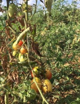 pomodori