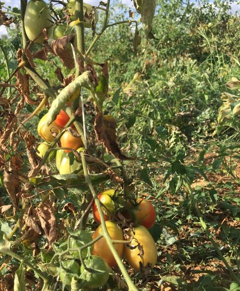 pomodori