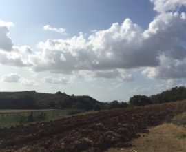 panorama selva grande