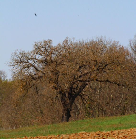 albero