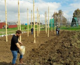 area agricola
