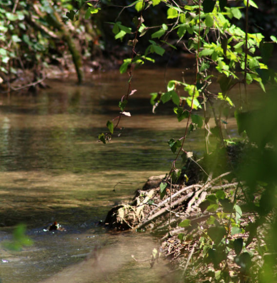 torrente